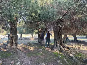 Yüzlerce yıldır İspanya ve İtalya’dan sonra sadece Gökçeada’da yetişiyor
