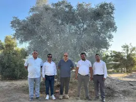 Zeytin ağacı bilimsel yöntemlerle taşındı
