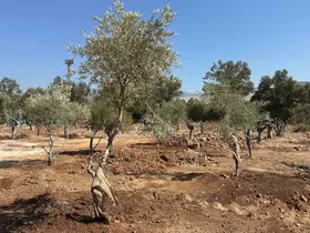 Zeytin ağaçları bilimsel yöntemlerle yeni yerlerine taşındı
