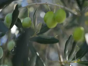 Zeytin halkalı leke hastalığına karşı üreticilere uyarı

