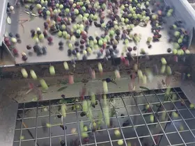Zeytinin zahmetli yağ yolculuğu başladı
