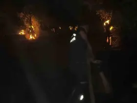 Zeytinlik alanda çıkan yangında 200 zeytin ağacı küle döndü

