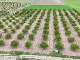 Zirai don ve iklim şartları kayısıda verim beklentisini düşürdü
