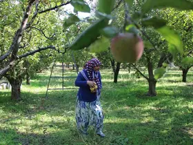 Zirai donun vurduğu Amasya misket elmasında bu yıl hasat yok
