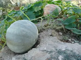 Zirai donun vurduğu Malatya’da bal kabağında yüksek verim
