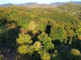 Zonguldak ormanlarında sonbahar renkleri havadan görüntülendi
