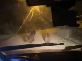 Zonguldak’ta aç kalan ayılar köye indi

