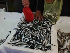 Zonguldak’ta limandan 500 ton hamsi çıktı

