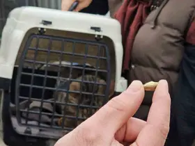 Zonguldak’ta ‘öldü’ sanılan kedi, bacağında mermiyle geri döndü
