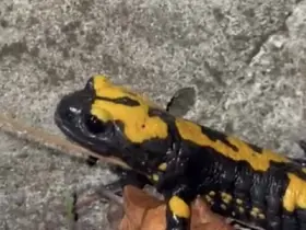 Zorkun Yayla’sının renkli misafiri Türk semenderi
