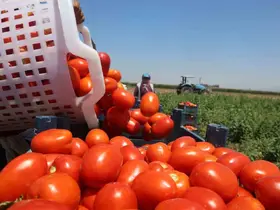 Zorlu mesaiyle kavurucu sıcaklıkta hasadı yapılan domates tarlada 15 TL’den alıcı buluyor
