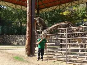 Zürafalar ile bakıcılarının dostluğu şaşırtıyor
