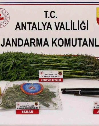 Alanya’da 120 kök kenevir ele geçirildi