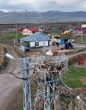Ardahan’ın Ağzıpek köyü leyleklerin uğrak noktası oldu 