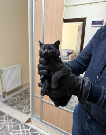 Bacaya giren kedi 6 saatlik sonunda kurtarıldı