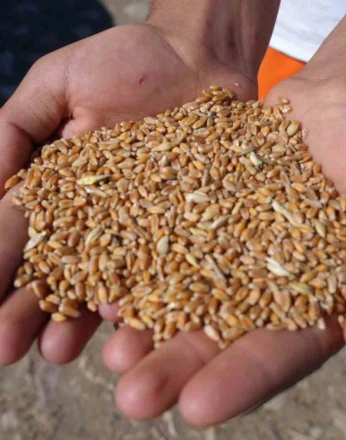 Bayburt’ta 2 bin 570 işletmeye 67 bin 294 çuval yem desteği verilecek