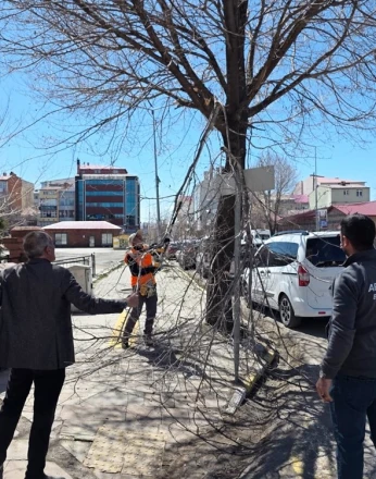 Belediye ekiplerinden ağaç budama çalışması 