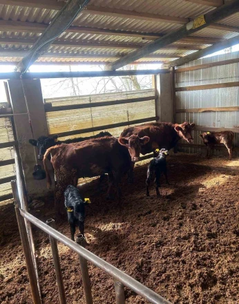 Çaycuma’da yeni doğan buzağılar kayıt altına alındı 