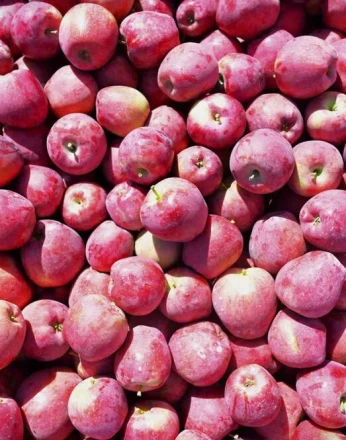 Ege’nin elma deposu Denizli’de üreticinin yüzü gülüyor