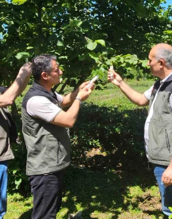 Kahverengi kokarca ile mücadelede 11 bin samuray arıcığı salındı 