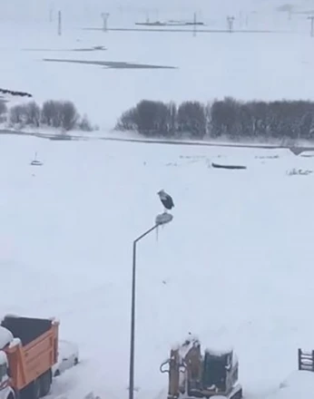 Kar ve soğuğa rağmen elektrik direğinde ayakta duran Leylek dikkat çekti 