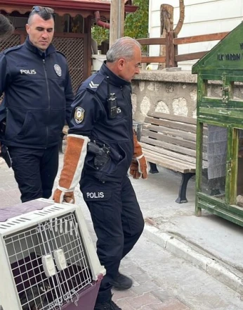 Karaman'da yaralı doğan koruma altına alındı