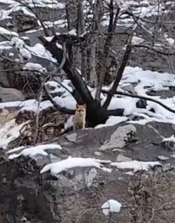 Karlar arasında yiyecek arayan tilki görüntülendi 