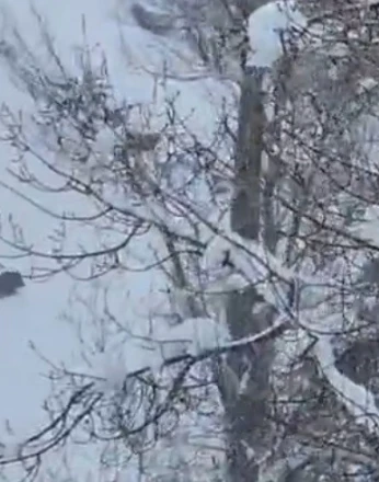 Karlı havada yiyecek arayan yaban domuzu görüntülendi 