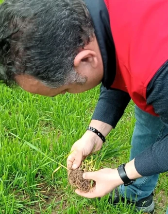 Lüleburgaz’da kanola ve buğday ekili alanlarda teknik kontroller yapıldı 