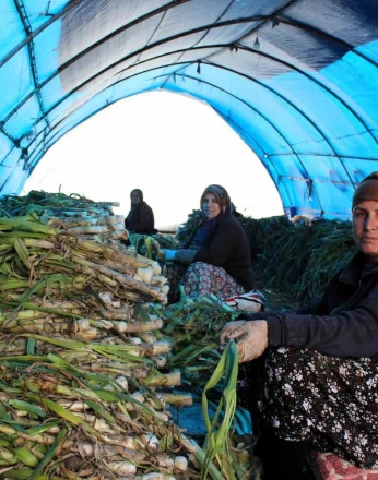 Lüleburgaz’da pırasa hasadı 