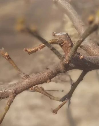 Manisa’da meyve ağaçlarına ateş yanıklığı uyarısı