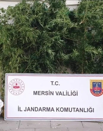 Mersin’de kenevir ekip uyuşturucu üreten şüpheli yakalandı