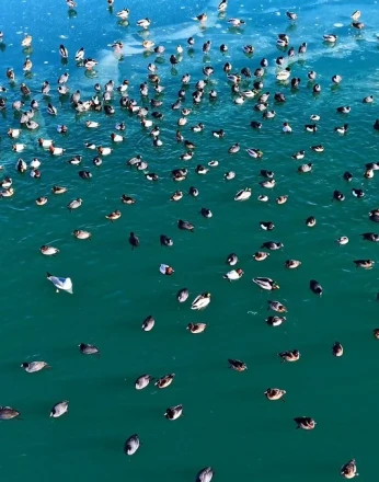 Nazik Gölü’nde ördekler görsel şölen oluşturdu 