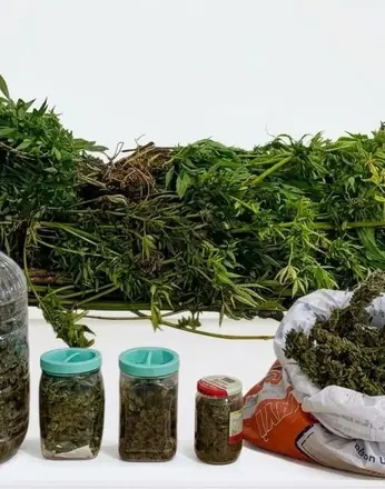 Ordu’da uyuşturucu operasyonunda 1 tutuklama