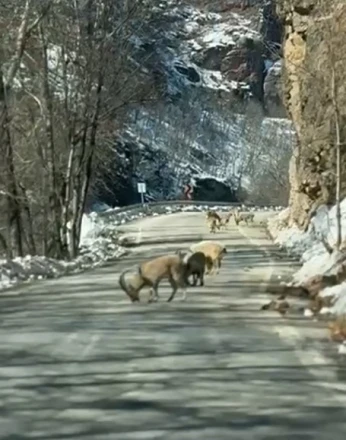 Ovacık yolunda dağ keçisi sürüsü yolu kapladı 