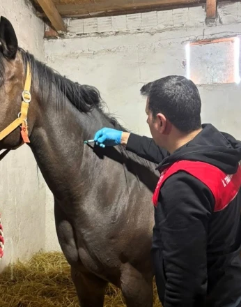 Safkan atlar aşılanıyor 