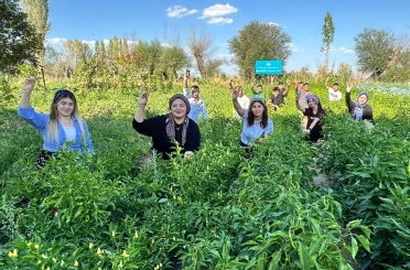 100 yılık ata tohumuyla ilk hasat yapıldı 