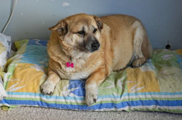 13 yaşındaki obez köpek 'Kız', yürüyüş yaparak zayıflıyor