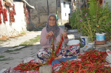 160 yıldır aynı tohumdan acı biber üretiyorlar 