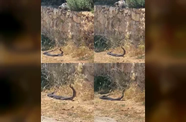 2 metrelik yılanların dansını kedi izledi 