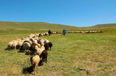 2025 yılı buzağı, malak, kuzu ve oğlak destekleme başvuruları başladı 