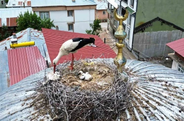 25 yıl sonra ilçeye gelen leylek ailesinde 1 yavru sağ kalabildi 