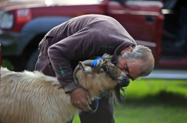 3 keçisini kurtlar yiyen yaşlı adam, mahsur kaldığı uçurumdan kurtarılan son keçisine sarılıp doyasıya öptü 