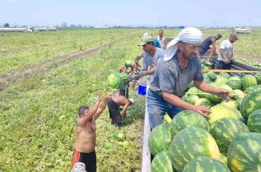40 derece sıcakta karpuz işçilerinin ekmek mücadelesi 