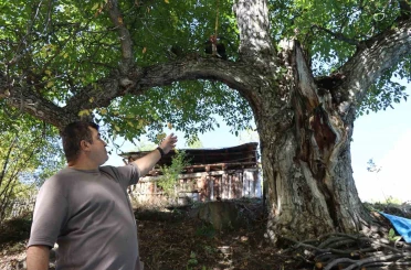 620 yıllık ceviz ağacında hasat