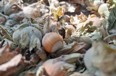 8 ayda 14 bin 810 ton ihraç edildi 