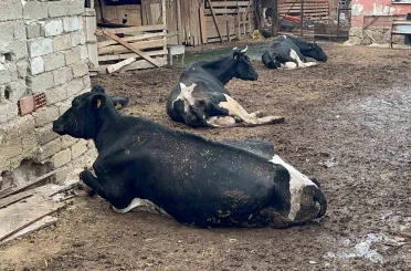 "8 buzağımızı şapa verdik"