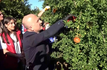 9 ülkeye ihraç edilen narın hasadı başladı 