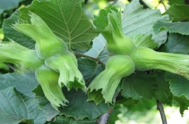 AB ülkelerine 15 bin 760 ton fındık gönderildi 