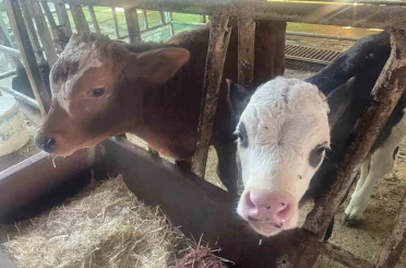 ABD Tarım Bakanlığı: "Türkiye’de yıllık 400-500 bin buzağı ölümü oluyor" 